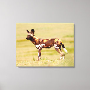 Afrikanischer Wildhund (Lycaon Pictus) stehend Leinwanddruck