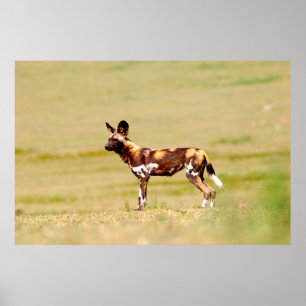 Afrikanischer Wildhund (Lycaon Pictus) stehend Poster