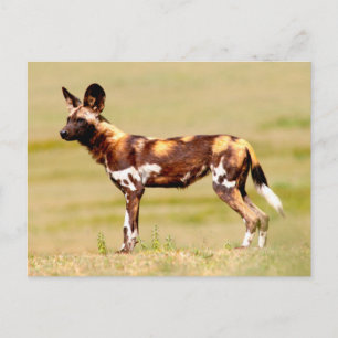 Afrikanischer Wildhund (Lycaon Pictus) stehend Postkarte