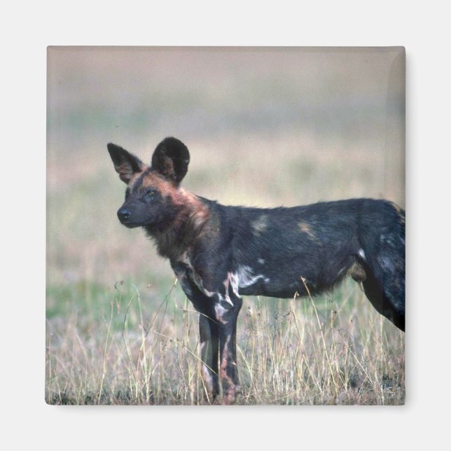 Afrikanischer Wildhund Magnet (Vorne)