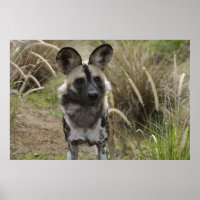 Afrikanischer Wildhund