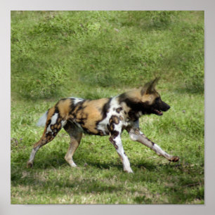 Afrikanischer Wildhund Poster