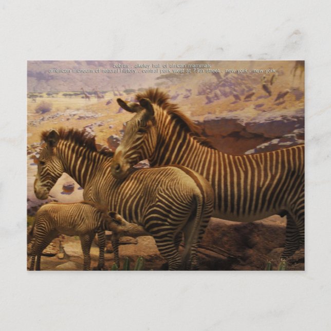 Afrikanischer Zebras Postkarte (Vorderseite)