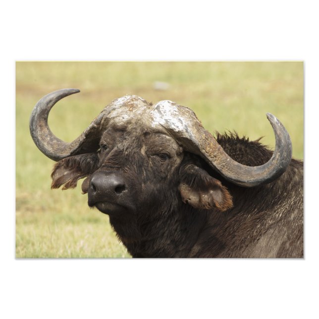 Afrikanisches Buffalo, Syncerus-Kaffeehaus Fotodruck (Vorne)