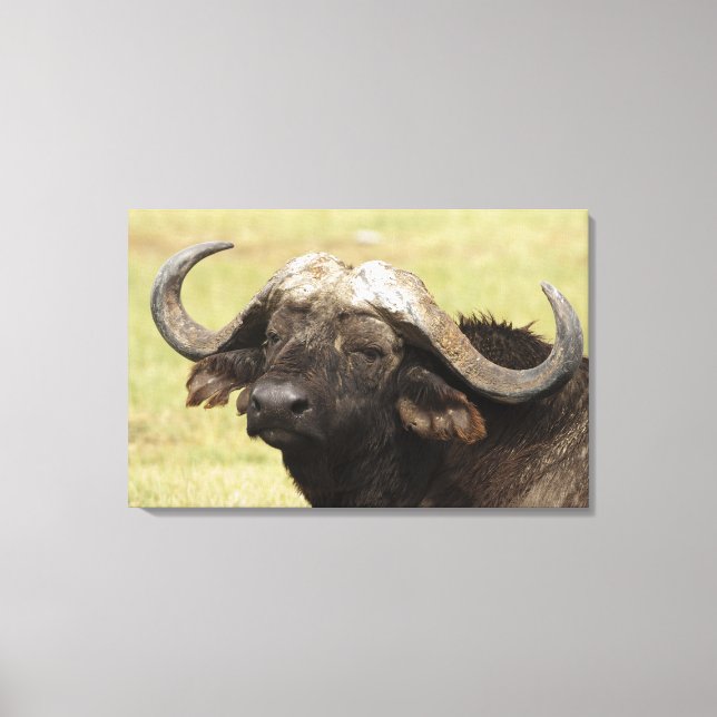 Afrikanisches Buffalo, Syncerus-Kaffeehaus Leinwanddruck (Vorderseite)