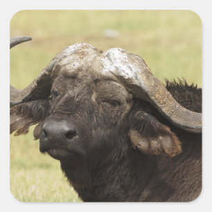 Afrikanisches Buffalo, Syncerus-Kaffeehaus Quadratischer Aufkleber