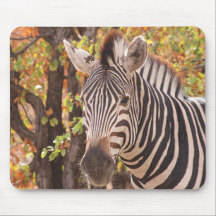 Afrikanisches Burchell-Zebra mit Streifen in Busch Mousepad