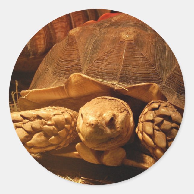 Afrikanisches geflecktes Tortoise Runder Aufkleber (Vorderseite)