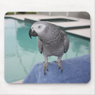 Afrikanisches Grau-Pool-Party Mousepad