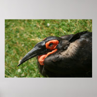 Afrikanisches Hornbill-Poster