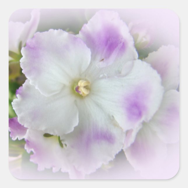 Afrikanisches Violet Blossom Quadratischer Aufkleber (Vorderseite)