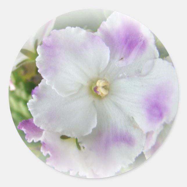 Afrikanisches Violet Blossom Runder Aufkleber (Vorderseite)