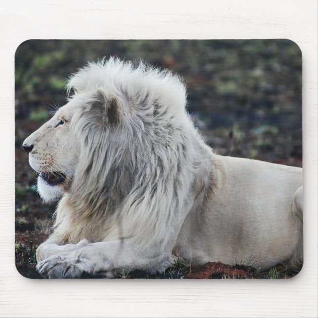 Afrikanisches Weißes Löwenprofil Foto Mousepad (Vorne)