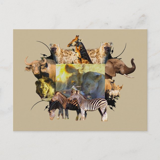 Afrikanisches Wildlife Frame Lion Fest Postkarte (Vorderseite)