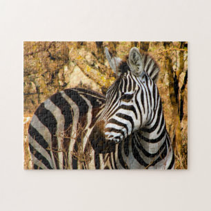 Afrikanisches Zebra