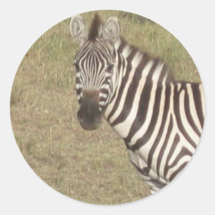 Afrikanisches Zebra Runder Aufkleber