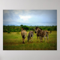Afrikanisches Zebras in einer natürlichen Umgebung