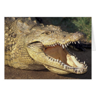 Afrique, Afrique du Sud Crocodile du Nil