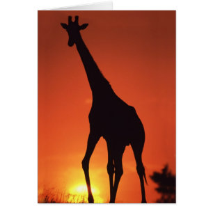 Afrique du Sud, Kruger NP.  Girafe (Giraffa