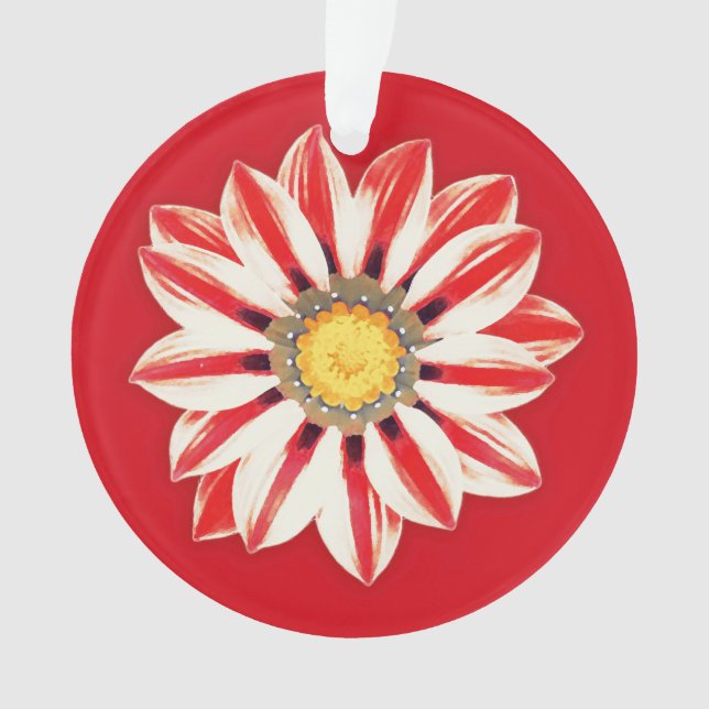 Afrique / Gazania - Rouge et blanc rayé (devant)