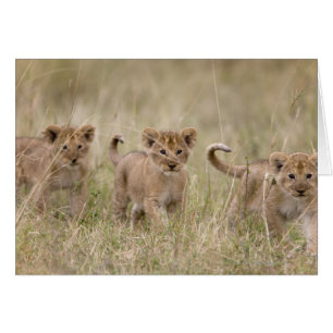 'Afrique, Kenya, Masai Mara Game Reserve'