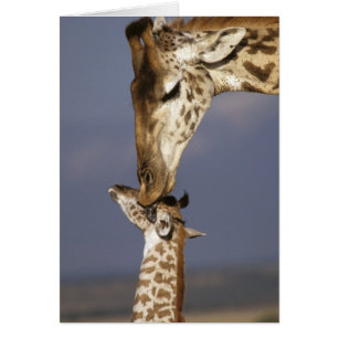 Afrique, Kenya, Masai Mara. Girafes (Giraffa