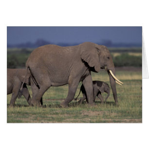 Afrique, Kenya, Parc national d'Amboseli. Africain