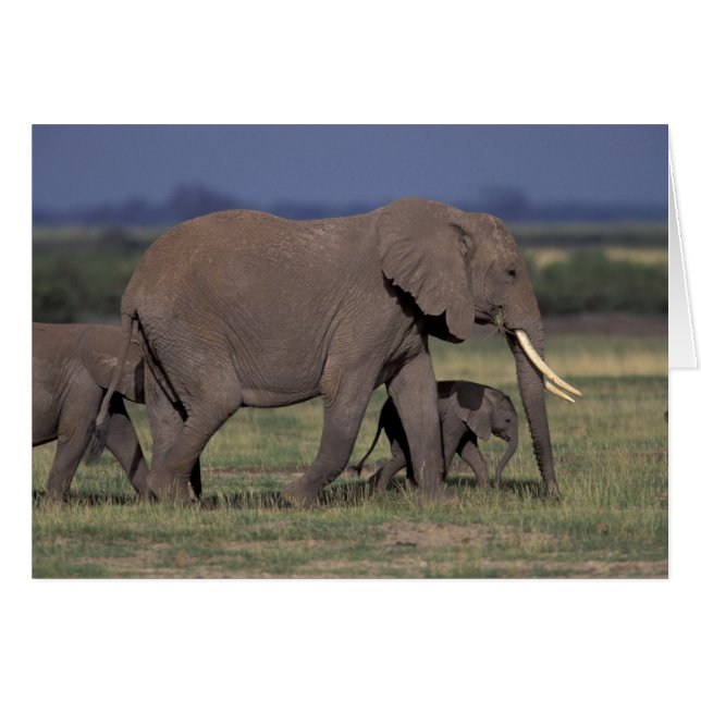 Afrique, Kenya, Parc national d'Amboseli. Africain (Devant horizontal)