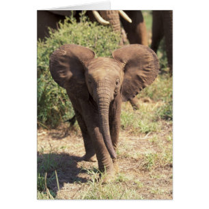 Afrique, Kenya, Parc national d'Amboseli. Africain