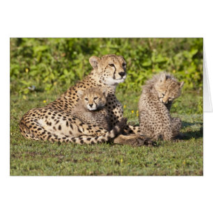 Afrique. Tanzanie. Guépine mère et petits 2