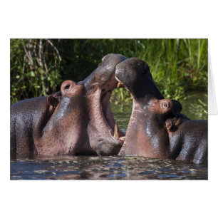 Afrique. Tanzanie. Hippopotame à l'entraînement