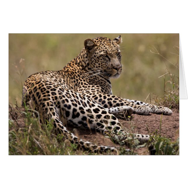 Afrique, Tanzanie, Serengeti. Leopard (Devant horizontal)
