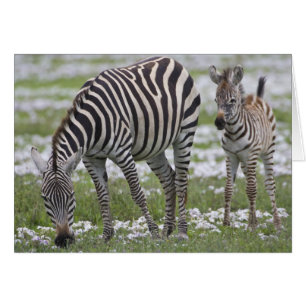 Afrique. Tanzanie. Zèbre mère et jeune
