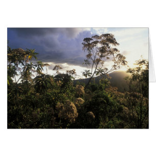 Afrique, Tanzanie, zone de conservation du Ngorong