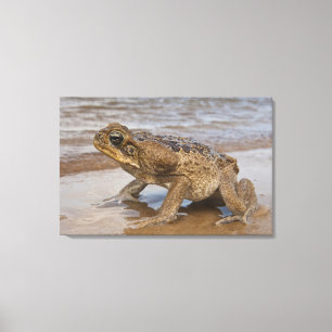Aga-Kröte Rhinella marina, früher Bufo Leinwanddruck