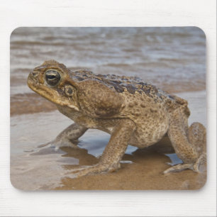 Aga-Kröte Rhinella marina, früher Bufo Mousepad