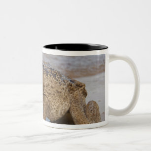 Aga-Kröte Rhinella marina, früher Bufo Zweifarbige Tasse