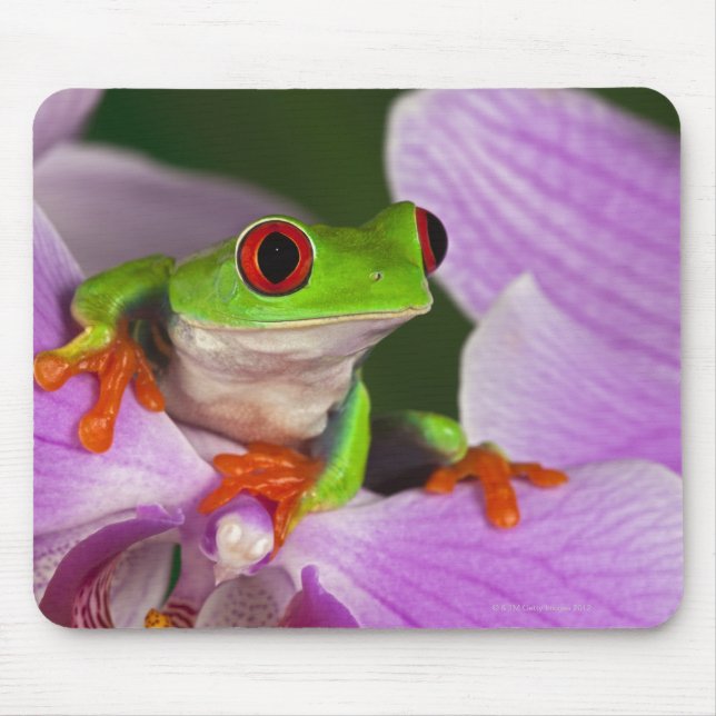 Agalychnis callidryas. mousepad (Vorne)