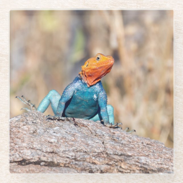 Agama Glasuntersetzer (Vorderseite)