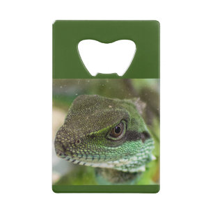 Agama, lizard