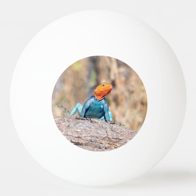 Agama Tischtennisball (Vorderseite)