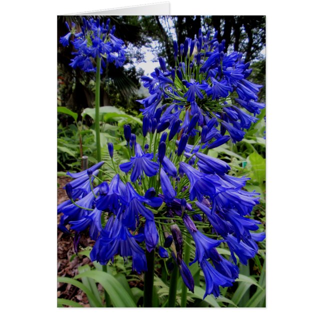 Agapanthus (Vorne)