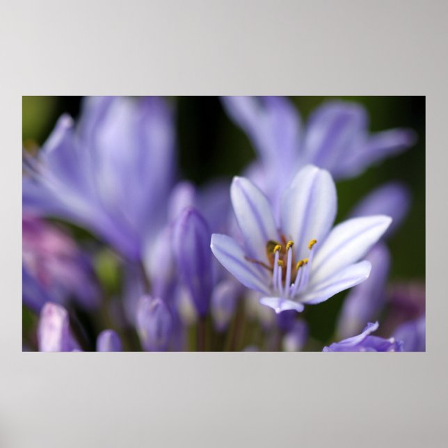 Agapanthus Africanus Poster (Vorne)