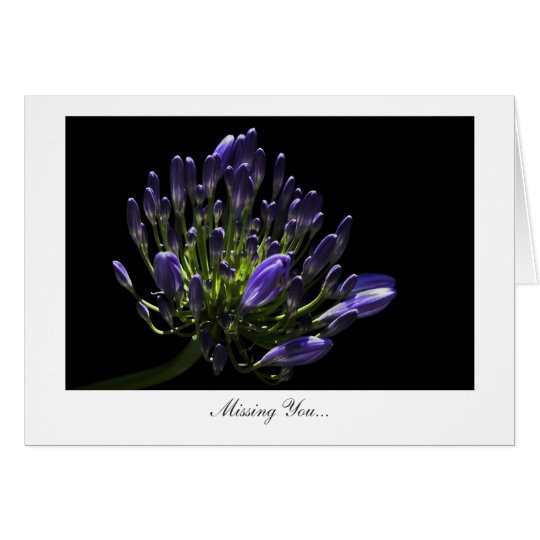Agapanthus, afrikanische Lilie - vermisst Sie Karte