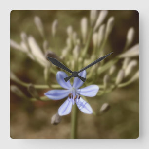 Agapanthus Blue Quadratische Wanduhr