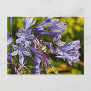 Agapanthus-Blume und Biene Postkarte