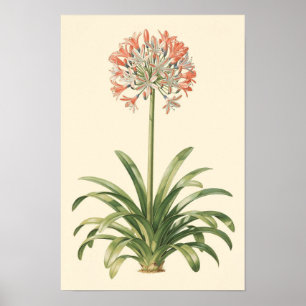 Agapanthus-Botanik-Studienposter Poster
