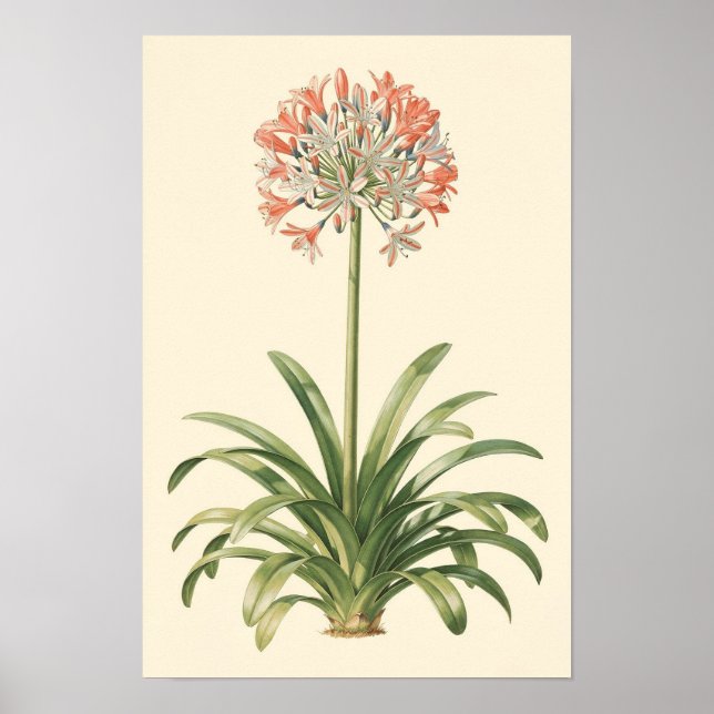 Agapanthus-Botanik-Studienposter Poster (Vorne)