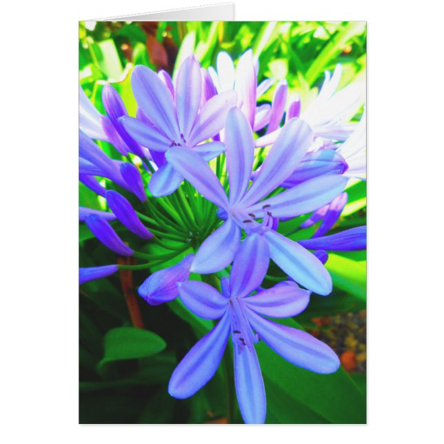 Agapanthus glorieux - chèque-cadeau (Devant)
