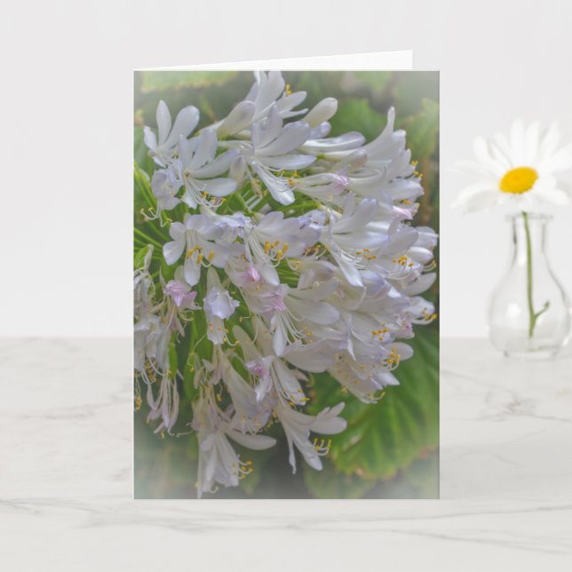 Agapanthus Lily Blume Blumenkohl Karte (Kleine Pflanze)